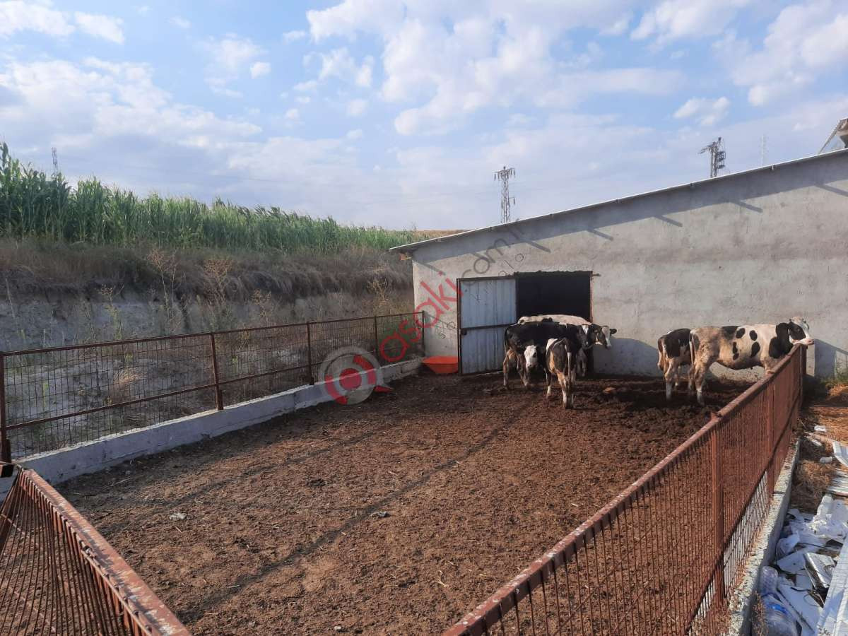 Edirne Uzunköprü'de Satılık Hazır Kurulu Hayvanlı çiftlik - Büyük 2