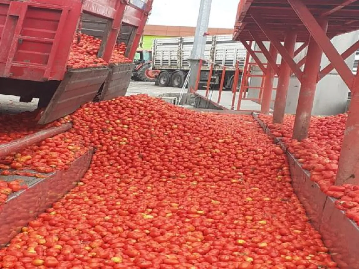 Samsun Bafrada  Satılık  Sebze Meyve Konserve İmalat Fabrikası - Büyük 10