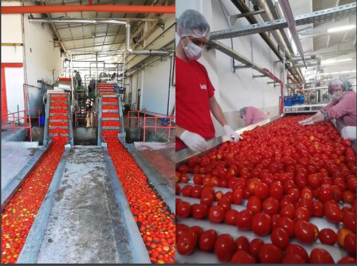 Samsun Bafrada  Satılık  Sebze Meyve Konserve İmalat Fabrikası - Büyük 11