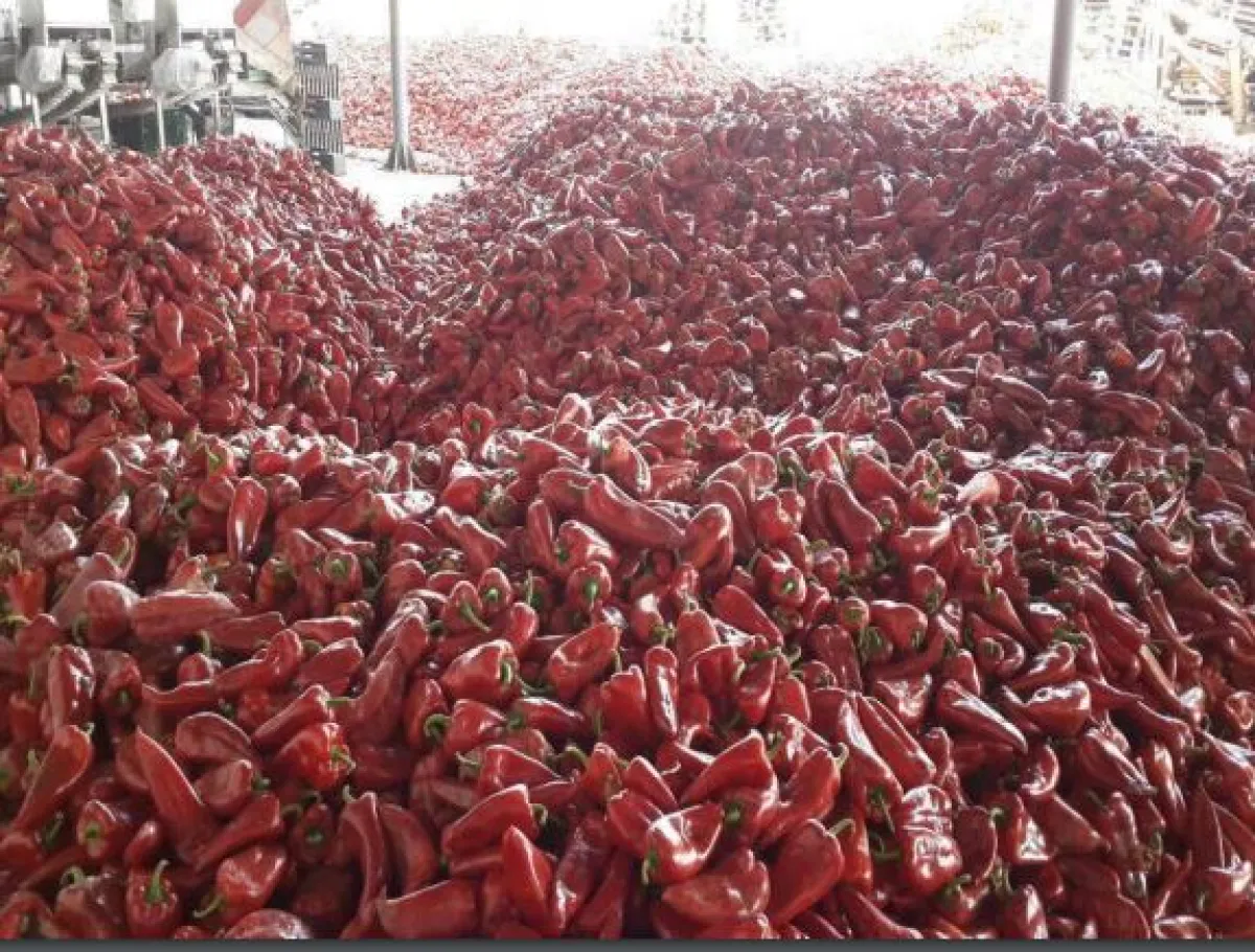 Samsun Bafrada  Satılık  Sebze Meyve Konserve İmalat Fabrikası - Büyük 2