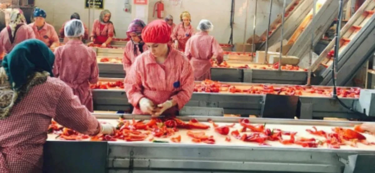 Samsun Bafrada  Satılık  Sebze Meyve Konserve İmalat Fabrikası - Büyük 35