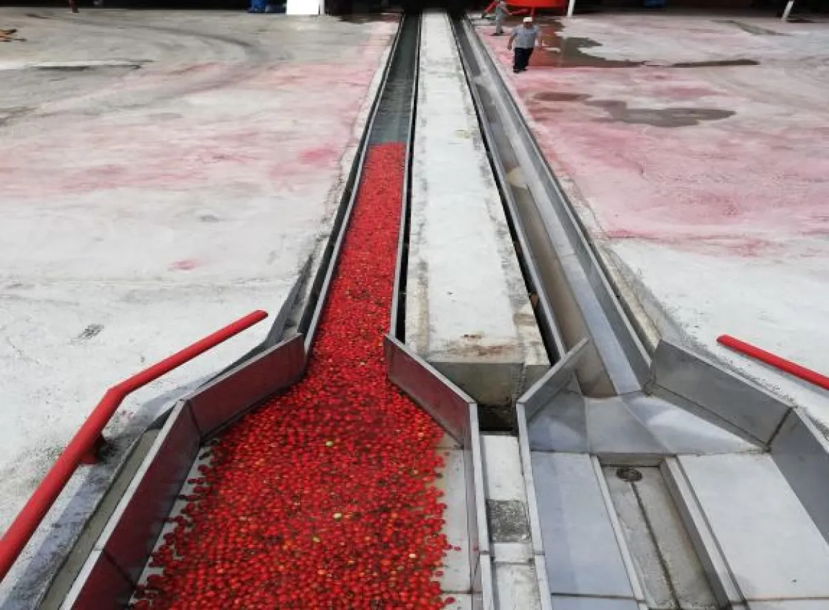 Samsun Bafrada  Satılık  Sebze Meyve Konserve İmalat Fabrikası - Büyük 8