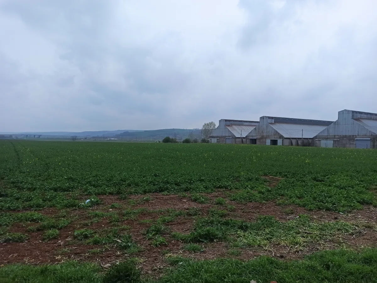 Tekirdağ Muratlı Turan Mahallesinde Satılık Arsa - Büyük 6