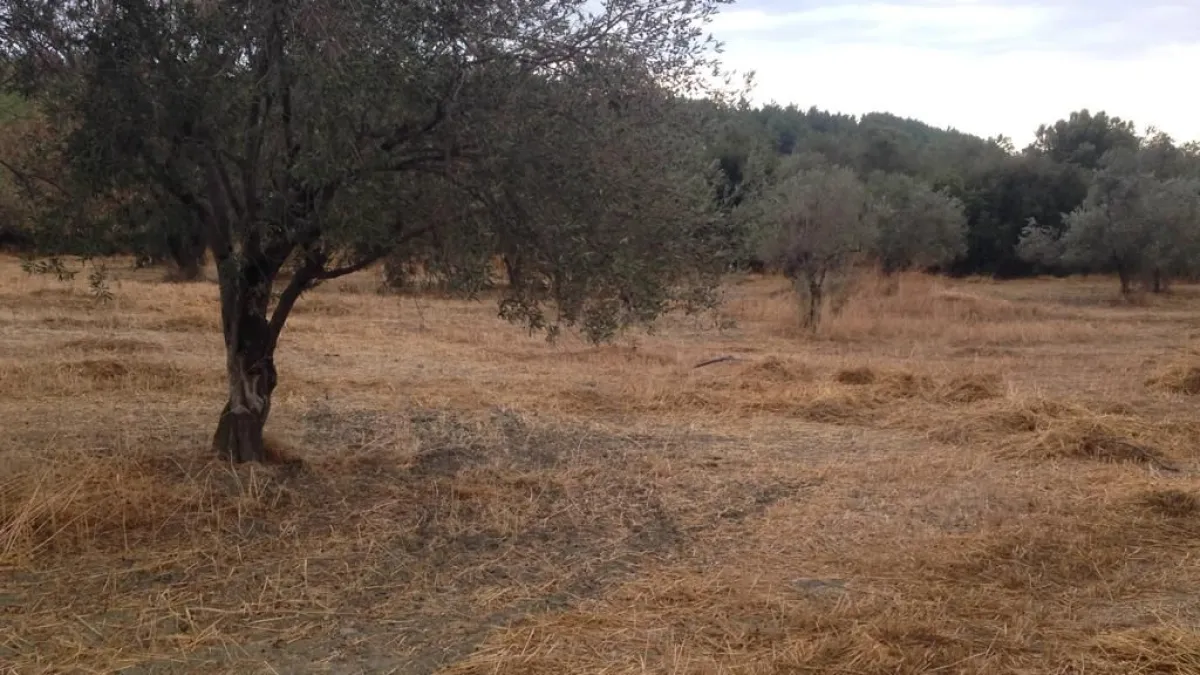 ÇANAKKALE ECEABAT ALÇITEPE KÖYÜNDE DENİZ MANZARALI SATILIK TARLA - Büyük 14