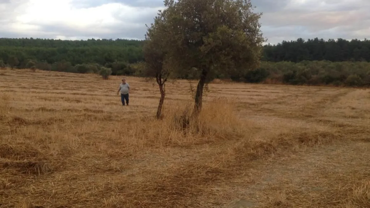 ÇANAKKALE ECEABAT ALÇITEPE KÖYÜNDE DENİZ MANZARALI SATILIK TARLA - Büyük 21