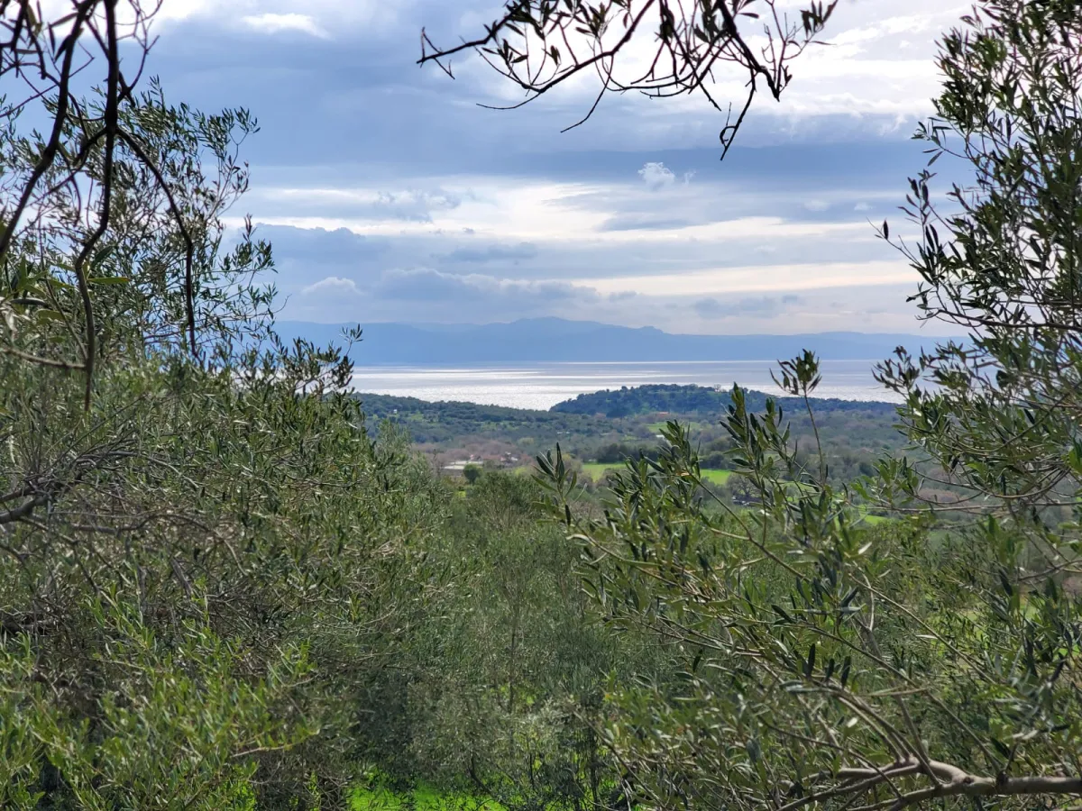 Çanakkale Assos tarla zeytinlik - Büyük 1