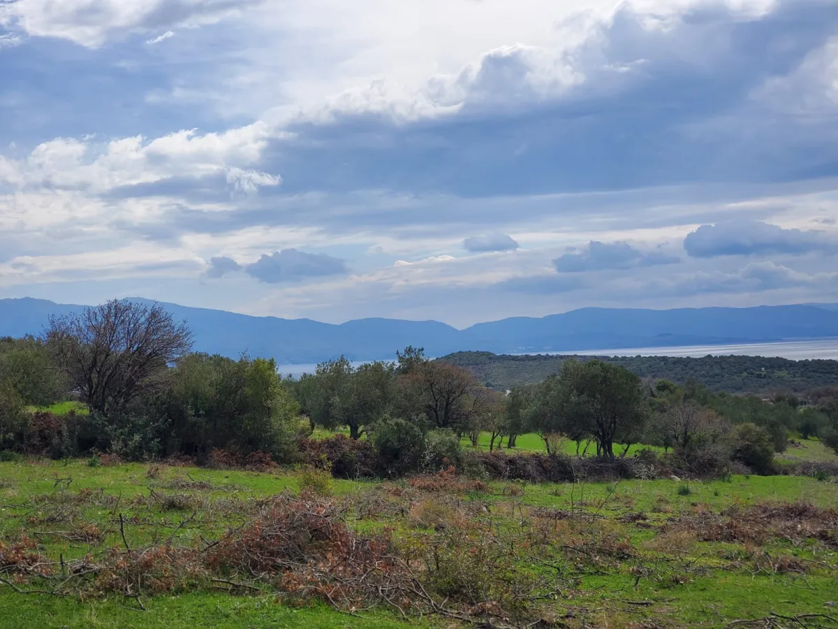 Çanakkale Assos tarla zeytinlik - Büyük 4