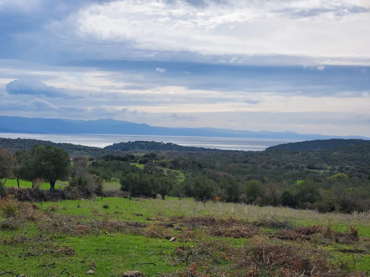 Çanakkale Assos tarla zeytinlik - Büyük 5