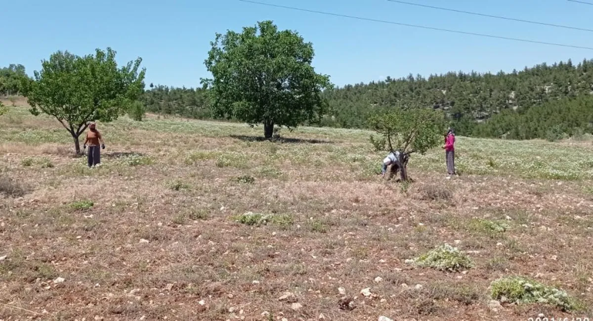 DENİZLİ PAMUKKALE GÖZLER'DE SATILIK 90 DÖNÜM TEK TAPU TARLA - Büyük 4