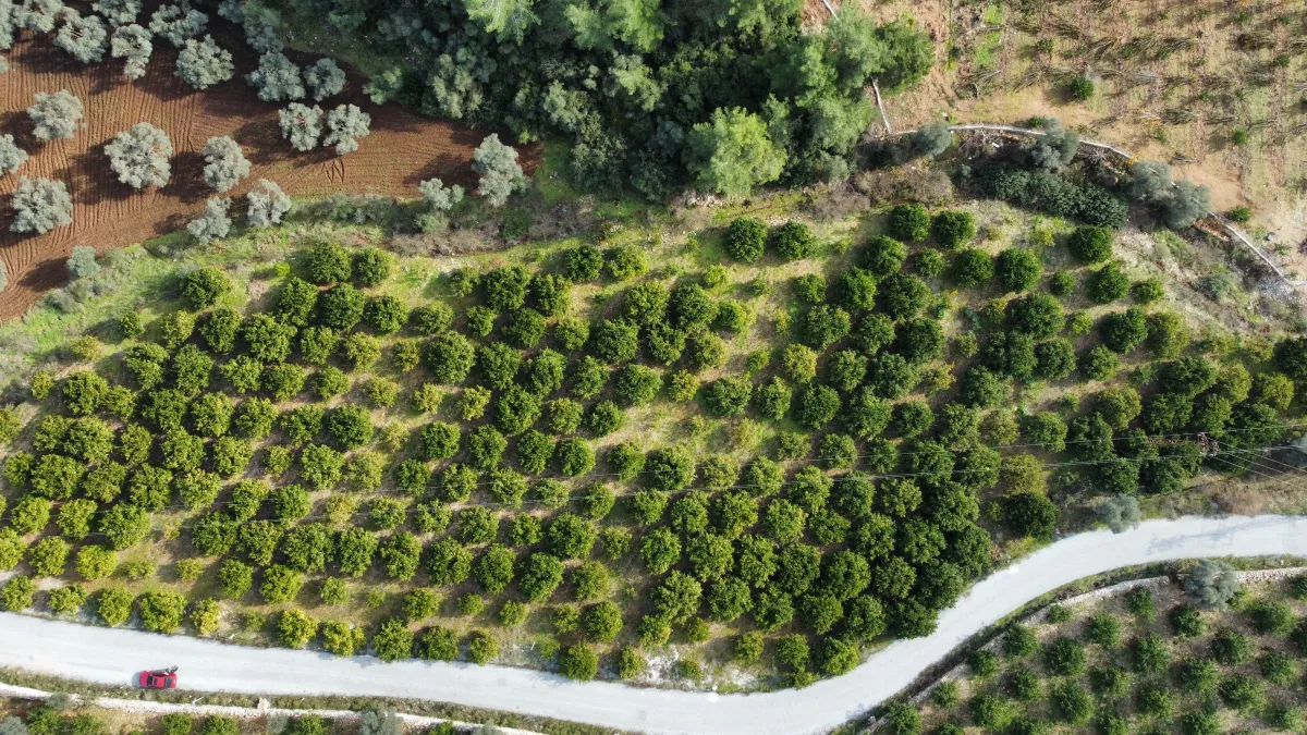 Zeytin köy'de yola çepheli mandalina bahçesi