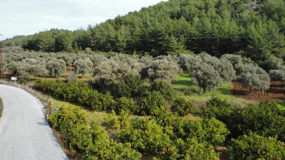 Zeytin köy'de yola çepheli mandalina bahçesi - Büyük 1