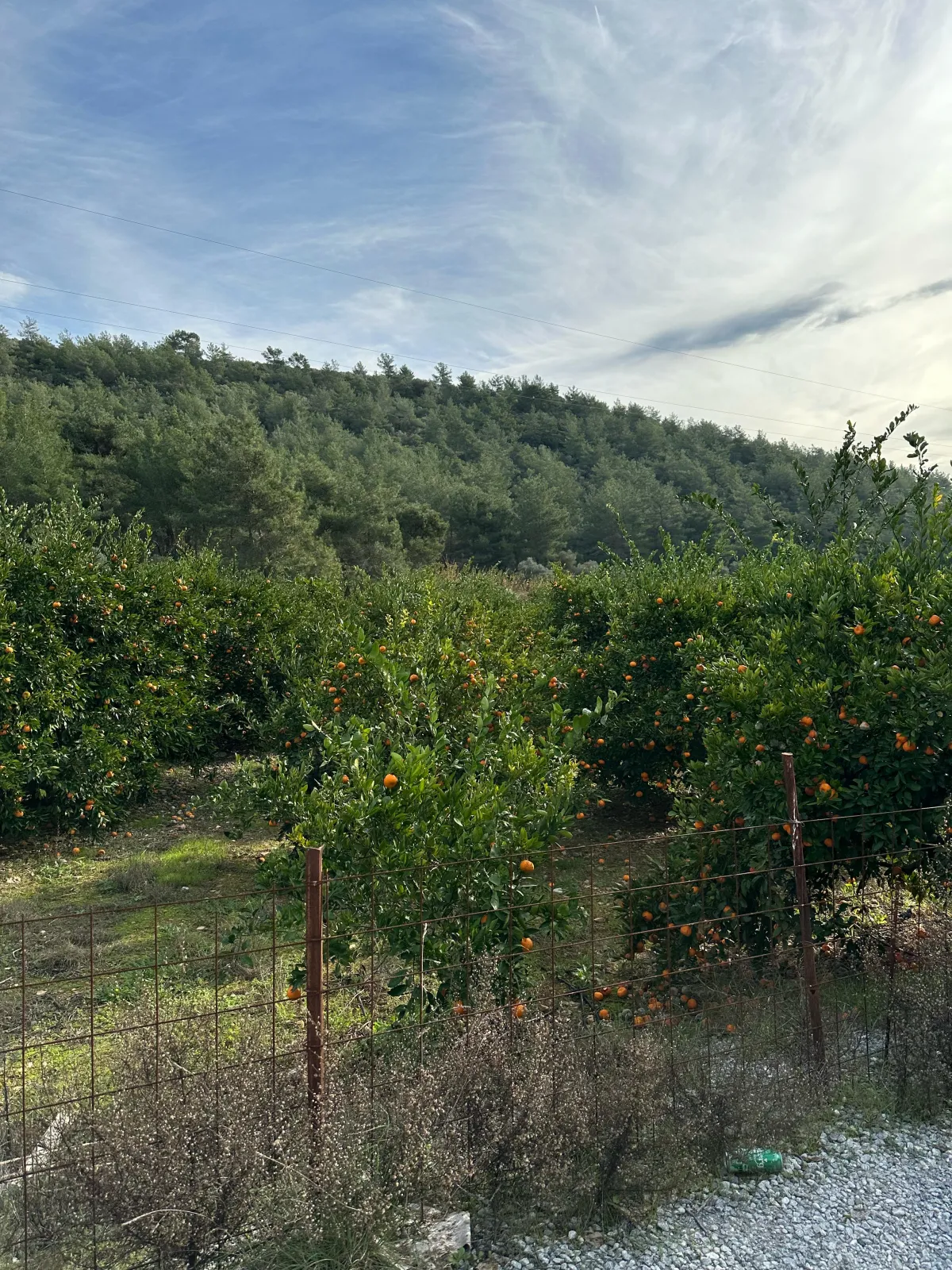 Zeytin köy'de yola çepheli mandalina bahçesi - Büyük 10