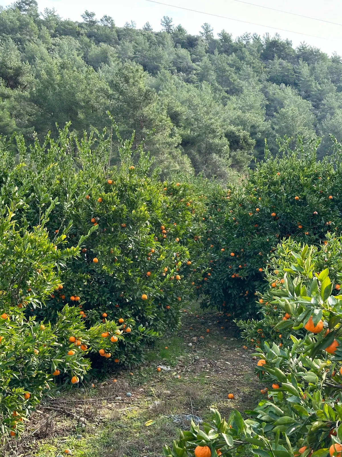 Zeytin köy'de yola çepheli mandalina bahçesi - Büyük 13