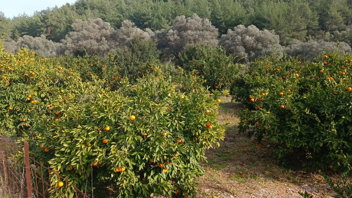 Zeytin köy'de yola çepheli mandalina bahçesi - Büyük 4