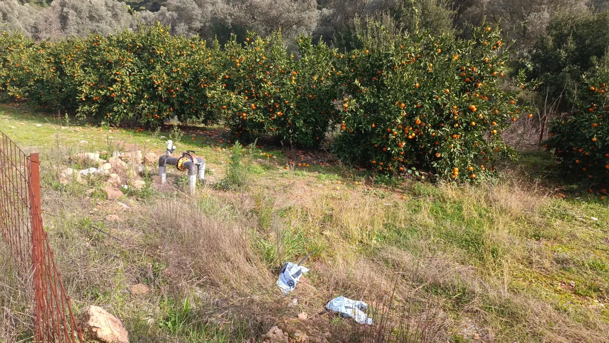 Zeytin köy'de yola çepheli mandalina bahçesi - Büyük 5