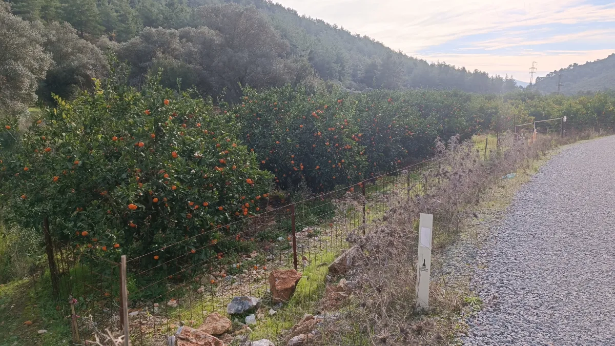 Zeytin köy'de yola çepheli mandalina bahçesi - Büyük 7