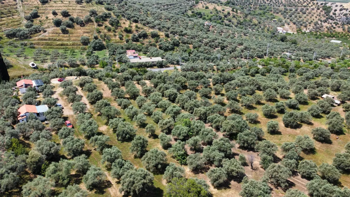 Selçuk Abuhayat Bölgesinde Zeytinliğimiz Satışa Sunulmuştur - Büyük 19