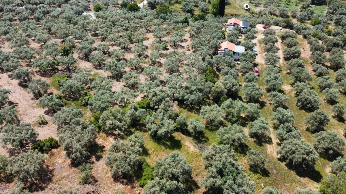 Selçuk Abuhayat Bölgesinde Zeytinliğimiz Satışa Sunulmuştur - Büyük 20