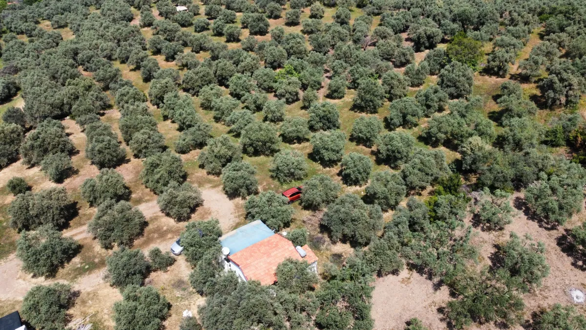 Selçuk Abuhayat Bölgesinde Zeytinliğimiz Satışa Sunulmuştur - Büyük 22