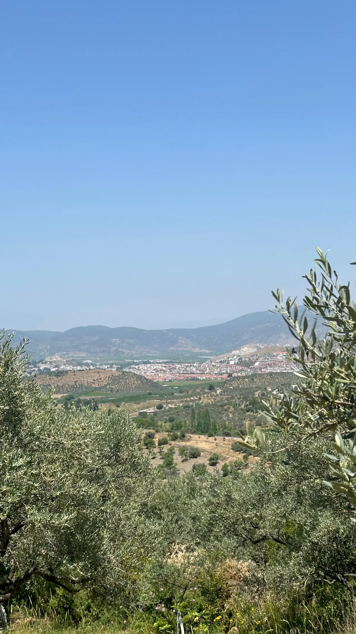 Selçuk Acarlar Bölgesinde Zeytinliğimiz Satışa Sunulmuştur