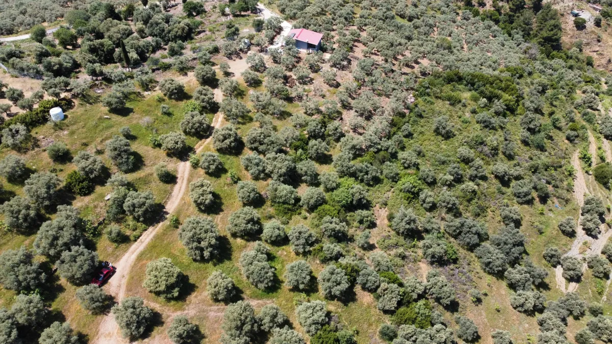 Selçuk Acarlar Bölgesinde Zeytinliğimiz Satışa Sunulmuştur - Büyük 5