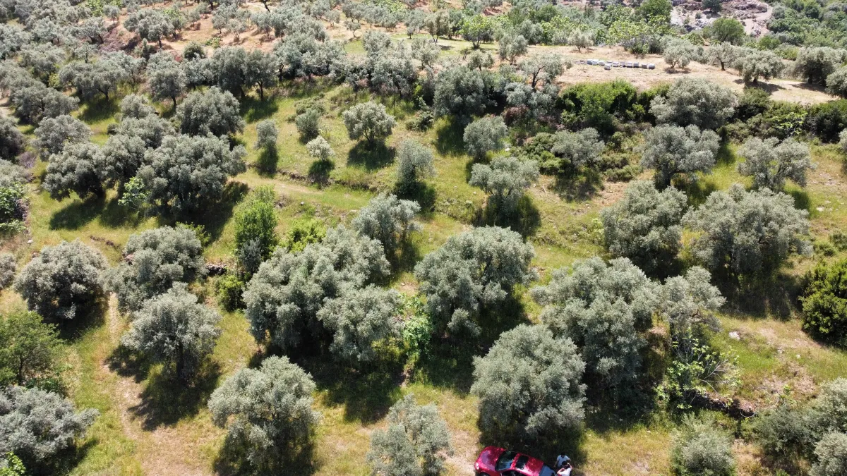 Selçuk Acarlar Bölgesinde Zeytinliğimiz Satışa Sunulmuştur - Büyük 8