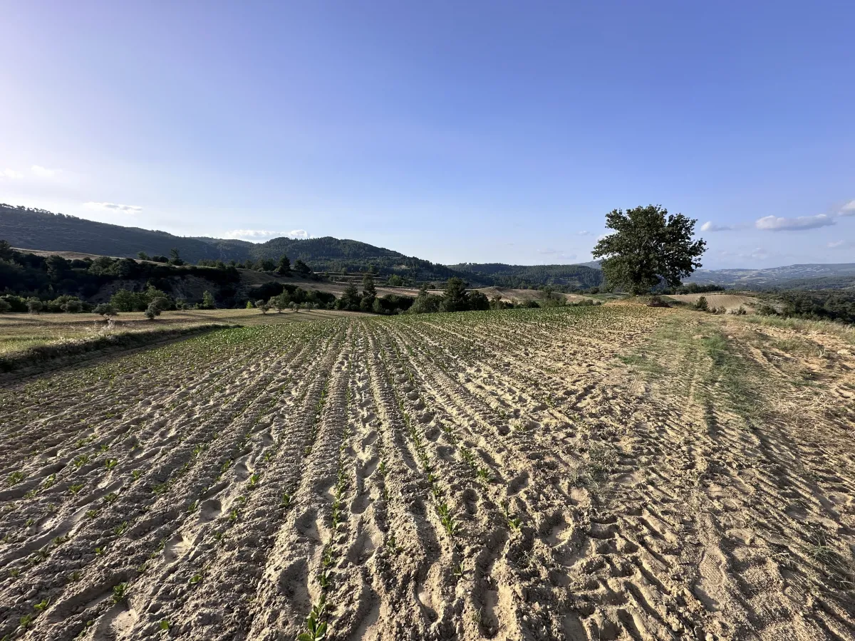 Muğla Menteşe Kuzluk Mahallesinde 3475 m2 Satılık Tarla - Büyük 1