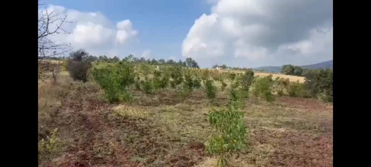 uludağ gayrimenkul pirler mahallesinde 1760 m'2 satılık cevizlik - Büyük 6