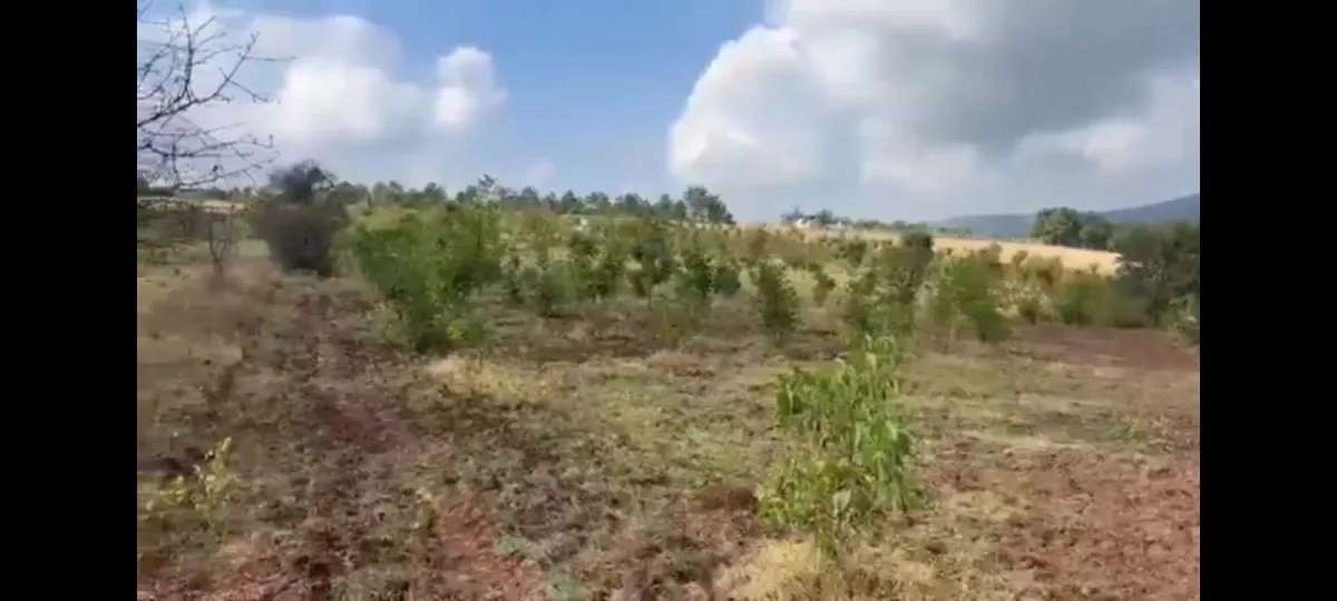 uludağ gayrimenkul pirler mahallesinde 1760 m'2 satılık cevizlik - Büyük 8