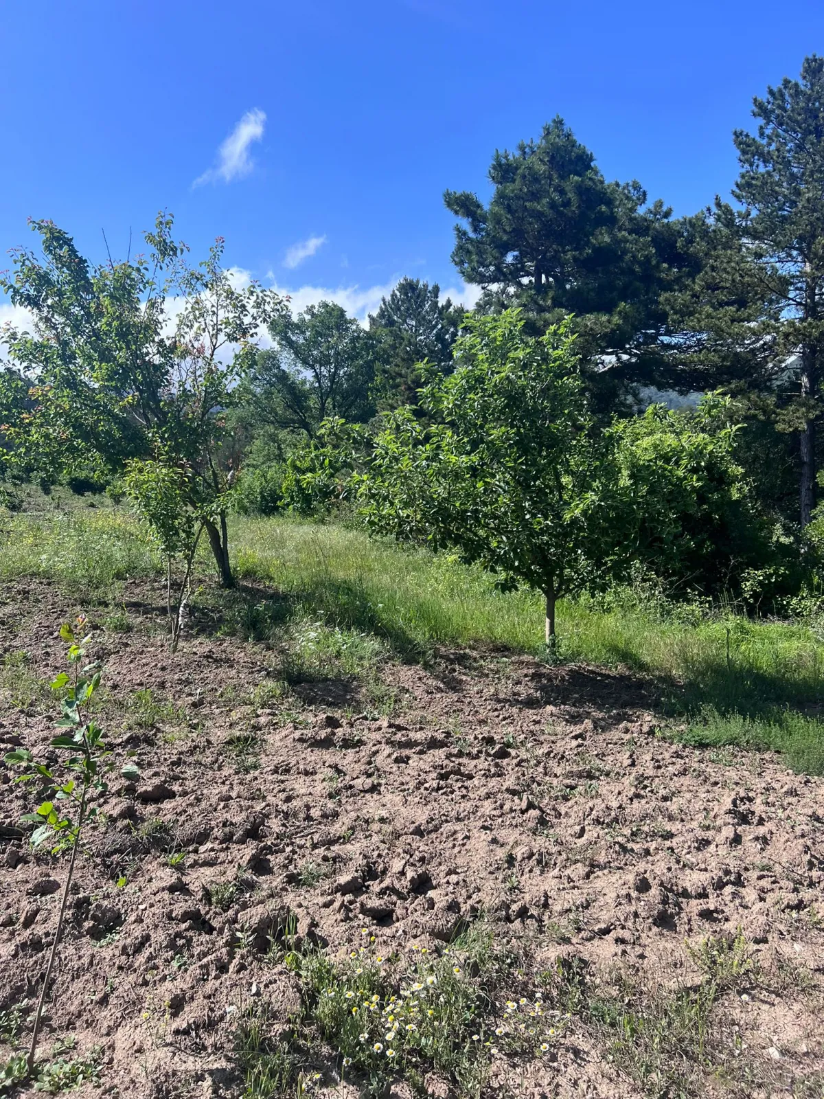 uludağ gayrimenkul mustanlar 16800 m'2 - Büyük 16