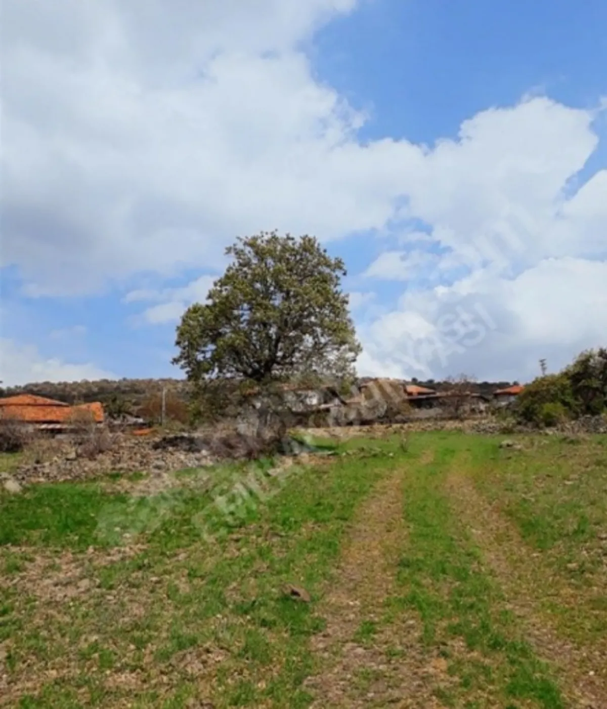 Ankara ayaş ta tek tapu 2767 M2 bağ bahçe yeri - Büyük 2