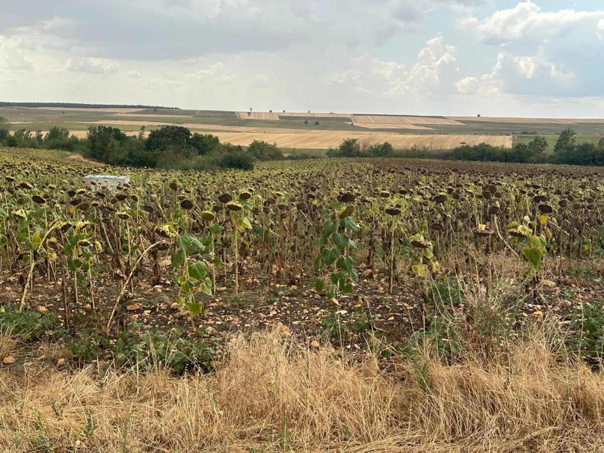 Edirne Süloğlu Büyükgerdeli'de Tek Tapu 3745 m2 Satılık Tarla - Büyük 4