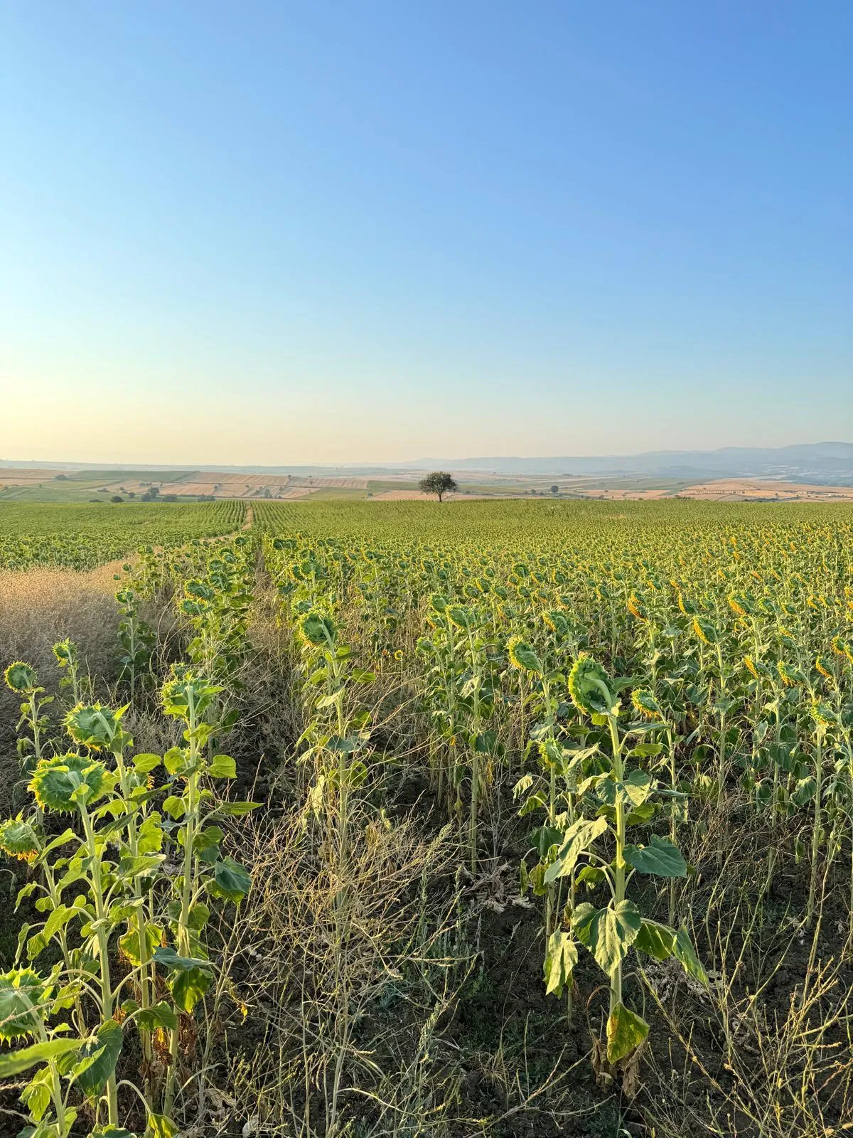 Tekirdağ Malkarada 21.397 M² Satılık Tarla - Büyük 1