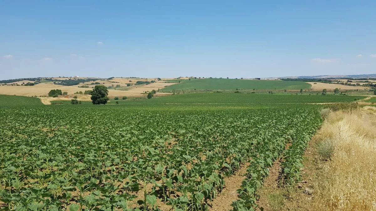 Edirne Keşan İstasyon Mahallesinde 217 Dönüm Tarla - Büyük 1