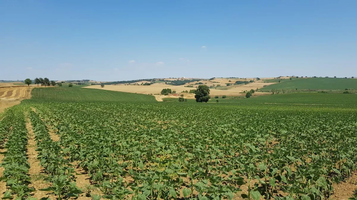 Edirne Keşan İstasyon Mahallesinde 217 Dönüm Tarla - Büyük 2