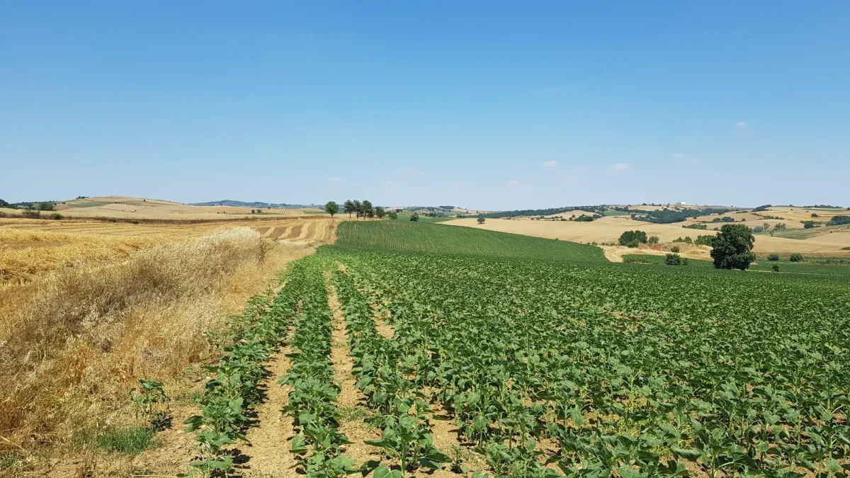 Edirne Keşan İstasyon Mahallesinde 217 Dönüm Tarla - Büyük 3