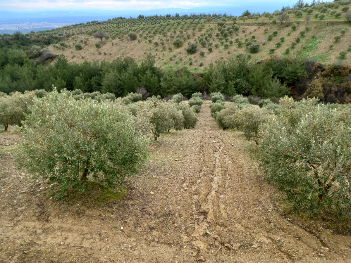 MANİSA AKHİSAR DA SATILIK 13.000 M2 YETİŞKİN TRİLE ZEYTİNLİK - Büyük 1