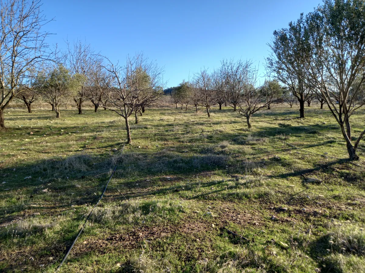 MANİSA GÖRDES BEŞEYLÜL DE SATILIK 45.000 M2 MEYVE BAHÇESİ