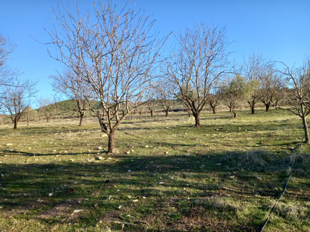 MANİSA GÖRDES BEŞEYLÜL DE SATILIK 45.000 M2 MEYVE BAHÇESİ - Büyük 1