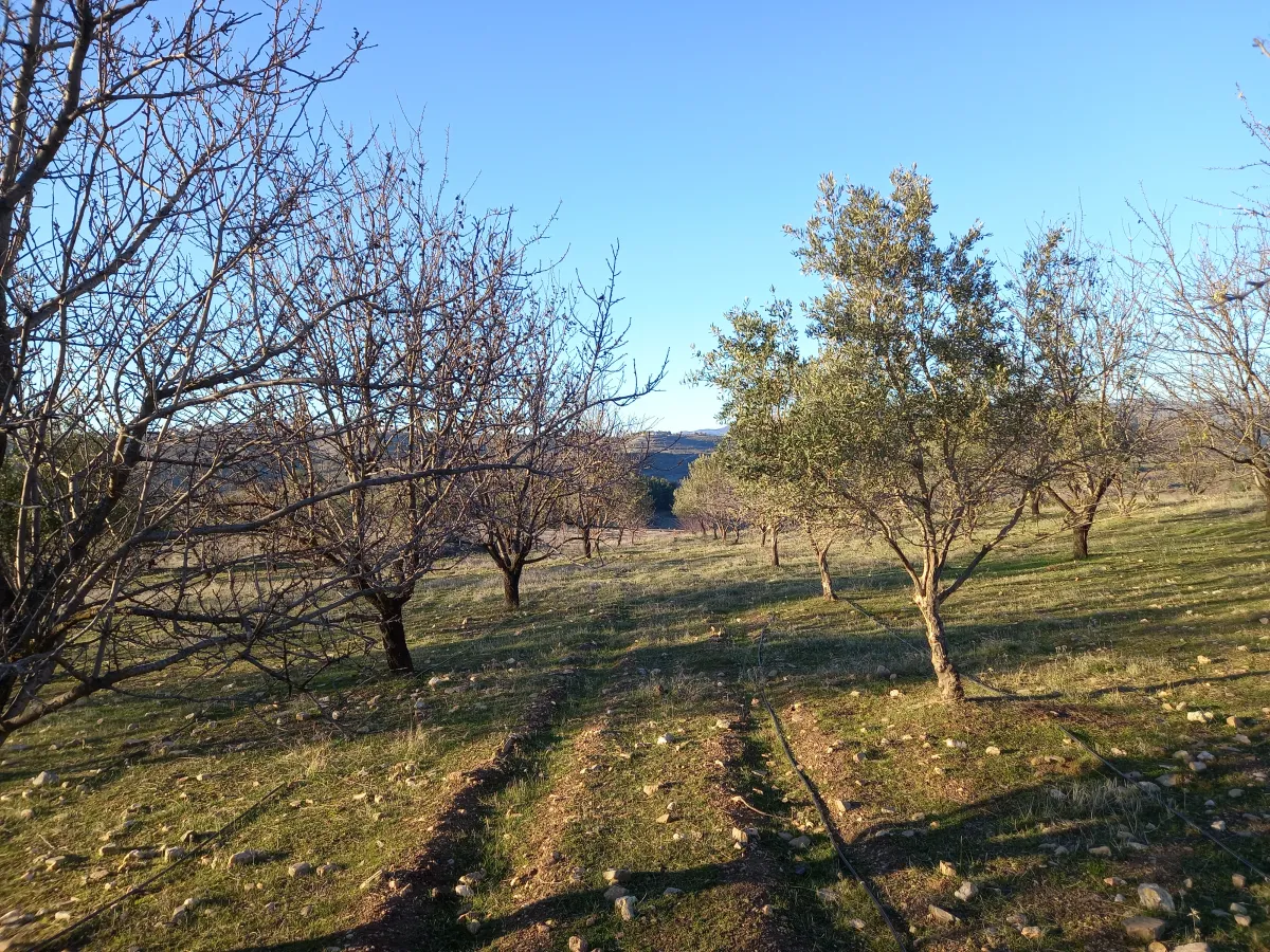 MANİSA GÖRDES BEŞEYLÜL DE SATILIK 45.000 M2 MEYVE BAHÇESİ - Büyük 30