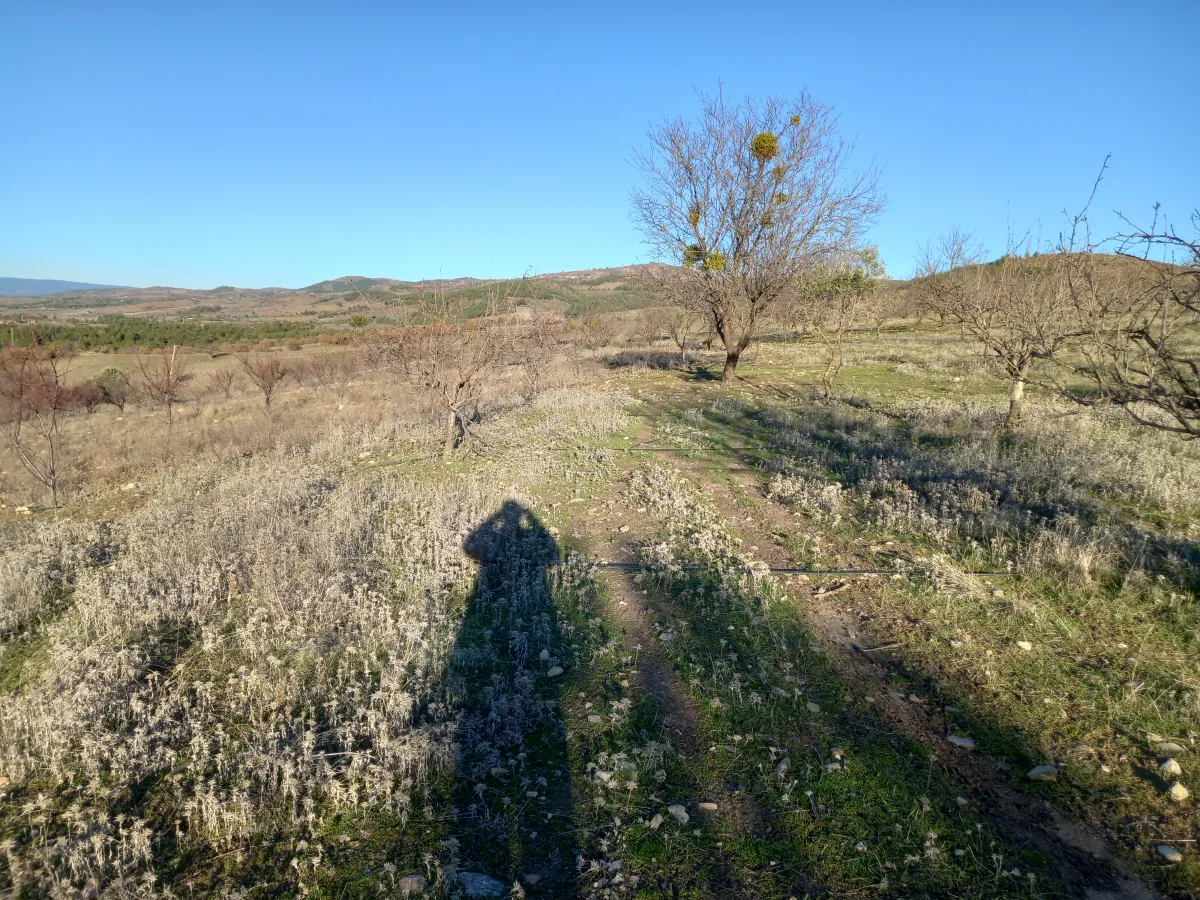 MANİSA GÖRDES BEŞEYLÜL DE SATILIK 45.000 M2 MEYVE BAHÇESİ - Büyük 7